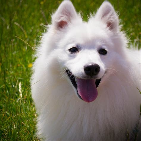 Free Images : hair, white, puppy, animal, cute, canine, pet, fur, fluffy, smile, friend, playful ...