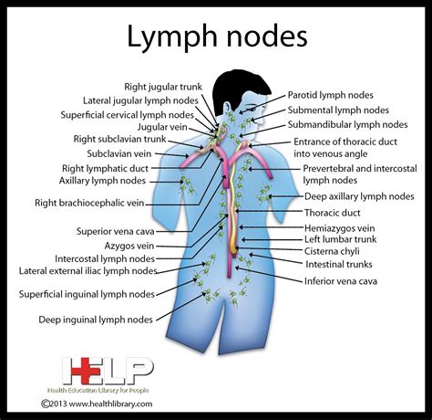 Jugular Lymph Nodes