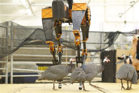 Learning about Legged Locomotion from Birds - Robohub