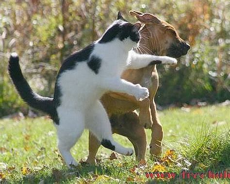 Funny Dogs And Cats Wallpaper