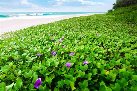 Free Plants on tropical Beach Stock Photo - FreeImages.com