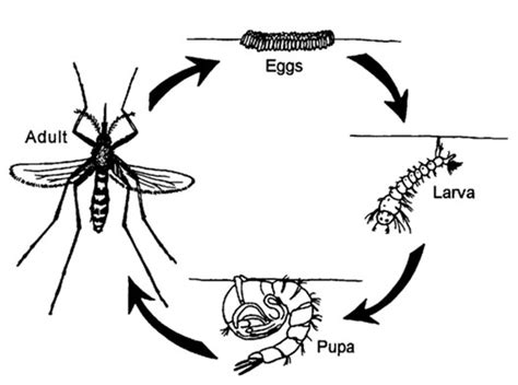 Mosquito Life Cycle | Cape Cod Mosquito Control Project