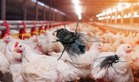 How to Conduct an Effective Fly Control in Poultry Operations? - Safe ...