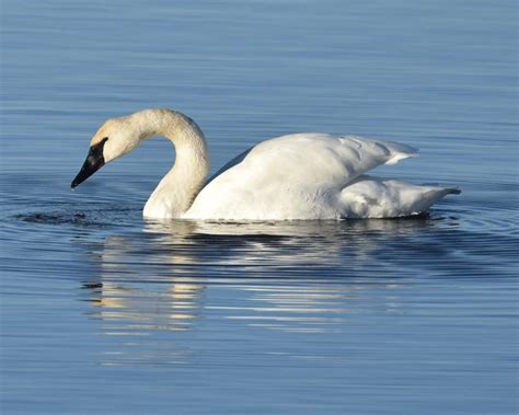 Trumpeter Swan - Facts, Diet, Habitat & Pictures on Animalia.bio