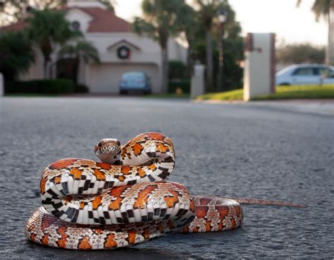 Red Cornsnake – Florida Snake ID Guide