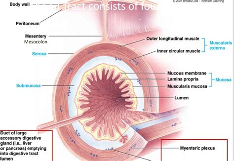 Small Intestine Anatomy Layers