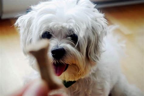 Pet Training Series: How to Train a Shih Tzu Puppy — Pet Life Today