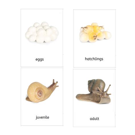 Snail Life Cycle 3-Part Cards & Worksheets (PDF) - IFIT Montessori | Life cycles, Snail life ...