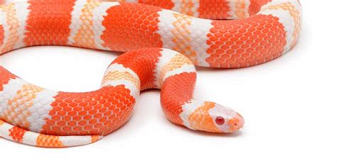 Albino Milk Snake Care, Colors And Temperament