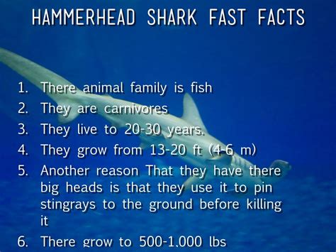 HammerHead Sharks by Emu Lord