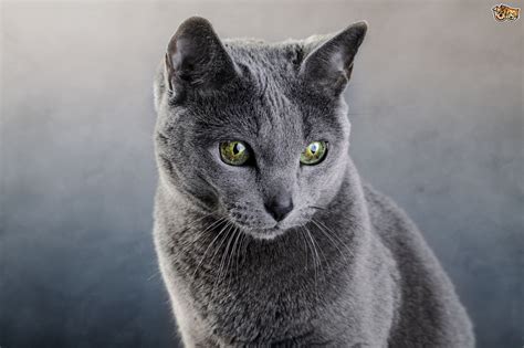 Russian Blue Cat Breed | Facts, Highlights & Buying Advice | Pets4Homes