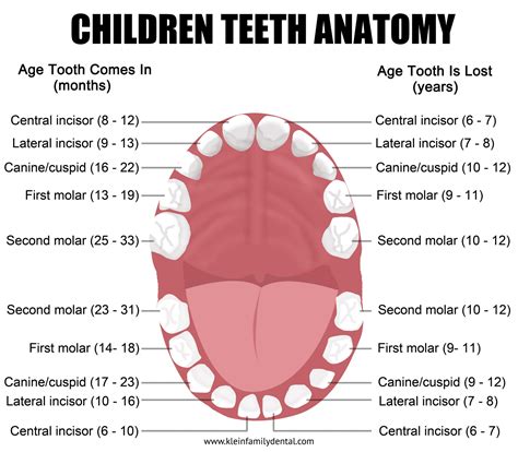 Pediatric Tooth Chart — Klein Family Dental