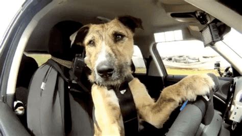 Dog Car GIF - Find & Share on GIPHY