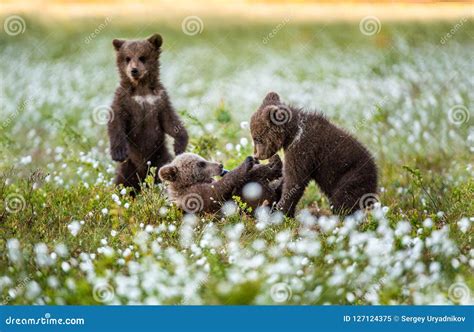 Brown Bear Cubs Playing in the Forest. Bear Cub Stands on Its Hind Legs ...