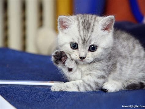 Free Cute Kitten Wallpapers - Wallpaper Cave