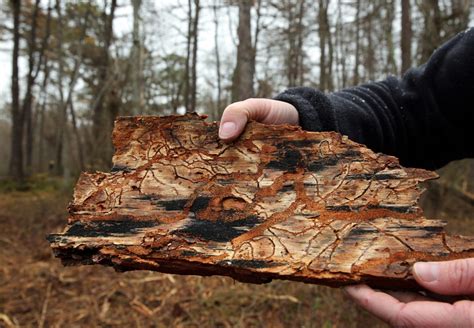 pine-beetle-damage-new-york-times - Protecting the New Jersey Pinelands and Pine Barrens ...