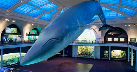 The Museum's Blue Whale Model