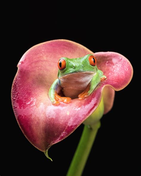 Green frog on pink Calla lily flower, red-eyed tree frog HD wallpaper ...