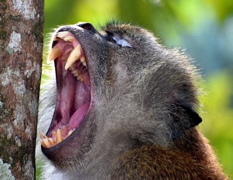 Close Up Of Macaque Monkey Yawning With Its Teeth Showing Stock Photo - Download Image Now - iStock