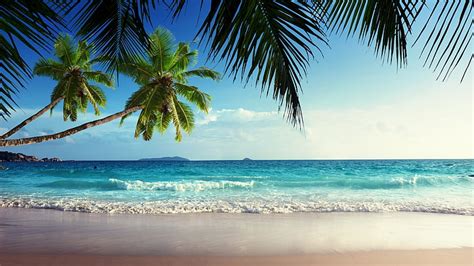 HD wallpaper: green coconut tree, beach, sand, tropical, island, palm ...