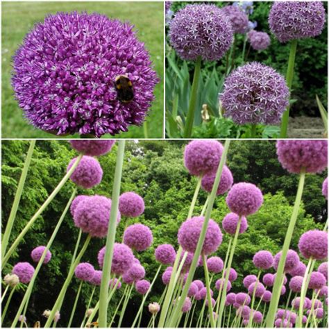 SGardenBay10 Giant Allium Seeds Allium Globemaster Giant | Etsy