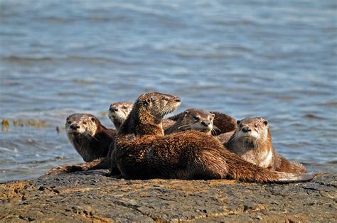 River Otter Family Photograph by Jlt Photography