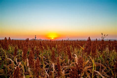 Sorghum Field Sunset Background Stock Photo - Image of landscapes, landscaped: 96909426