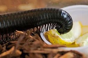 What Are Millipedes? Everything You Need to Know About Millipedes in Your Garden