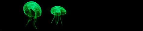 How the jellyfish revolutionised brain science - Queensland Brain Institute - University of ...