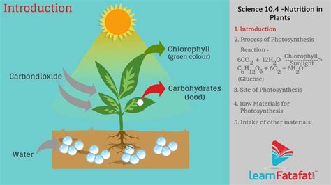 Process of Photosynthesis - YouTube