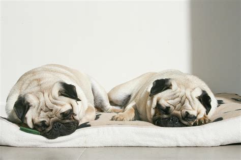 Sleeping Pug Dogs Photograph by Elli Luca