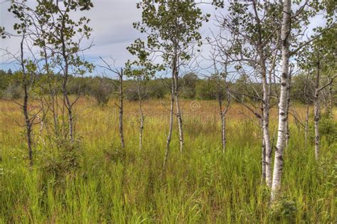 Birds Hill Provincial Park, Manitoba Stock Image - Image of meadow ...