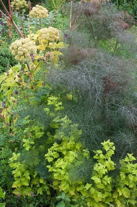 fennel companion plants