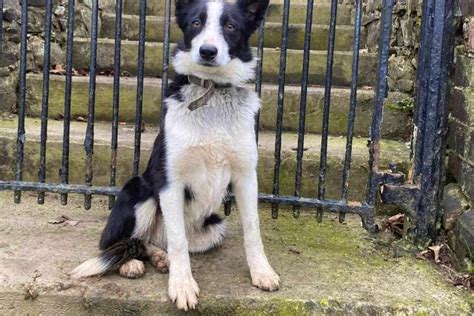 1 Registered Border Collie (Female) | SellMyLivestock - The Online Livestock Marketplace