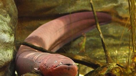 Two new electric eel species found in Amazon jolt scientists