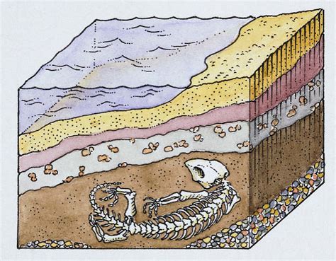 Why are sedimentary rocks the only rock type to contain fossils? | Socratic