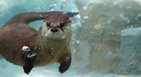 Otter Underwater Mammal - Free photo on Pixabay - Pixabay