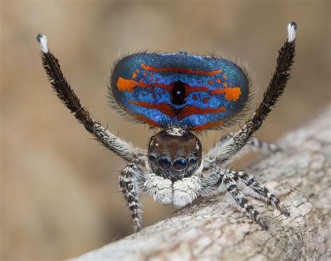 Are peacock spiders venomous ? — Peacock Spider