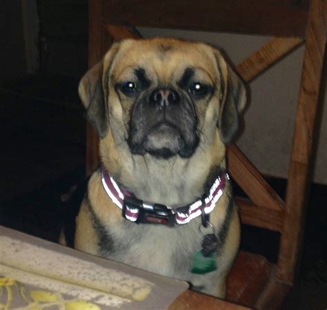 Puggle Puppies For Sale In Minnesota - Cute Puppies