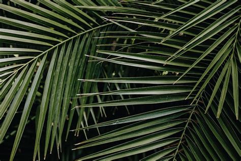 Schlacht Mappe Vergleich palm leaf hd wallpaper Feld Wurm Drohung