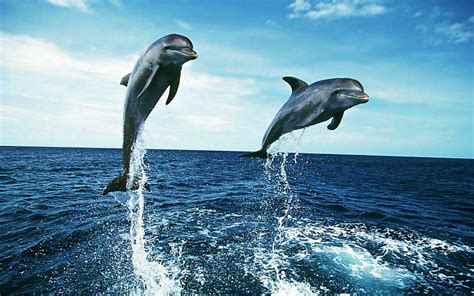 Dolphins Jumping Wallpapers - Wallpaper Cave