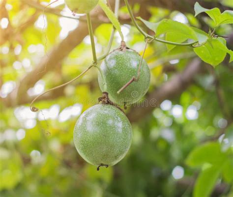 Passion Fruit Pulp In A Cup Stock Photo - Image of sweet, black: 59998272