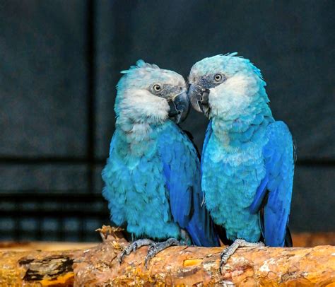 Episode 308: Spix's Macaw Coming Back - All Creatures Podcast