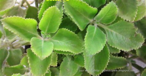 අපේ ඔසුපැළ Medicinal Plants of Sri Lanka: කප්පරවල්ලිය [Kapparawalliya] (Coleus amboinicus)