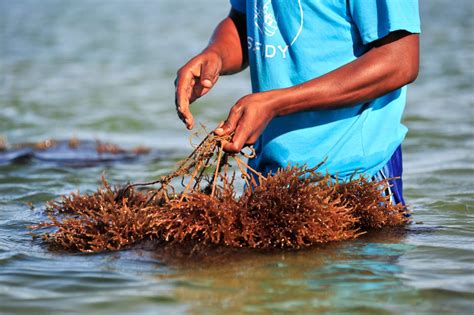 Seaweed Farming - Blue Ventures