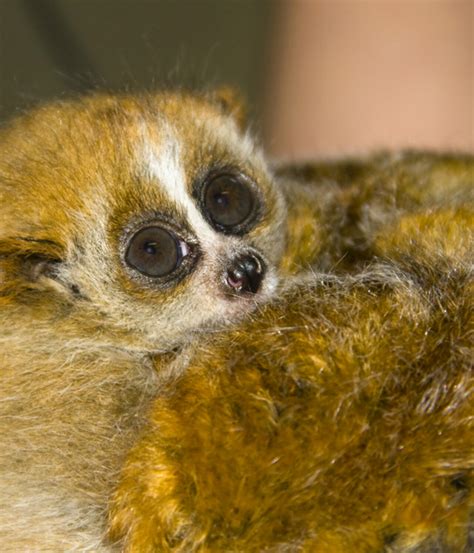 Pygmy slow loris | London Zoo