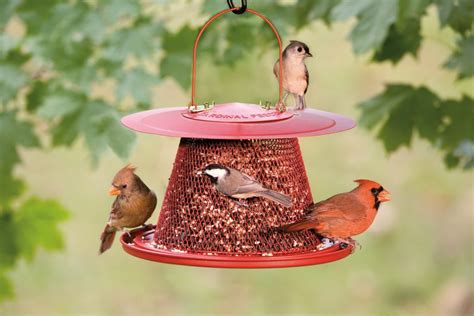 Mistakes to avoid when buying Cardinal Bird Feeder – Tdog Art=Art of ...