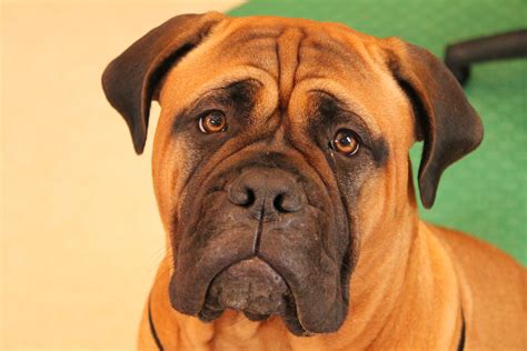 Pixzy the Bullmastiff | Bull mastiff dogs, Bull mastiff, Mastiff dogs