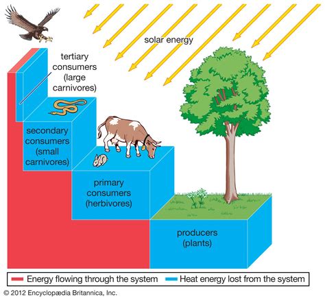 Energy flow | biology | Britannica