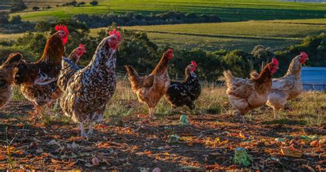 Commercial Chicken Breeds in South Africa